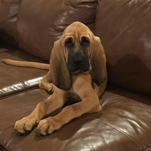 Meet your Posher, Ryan